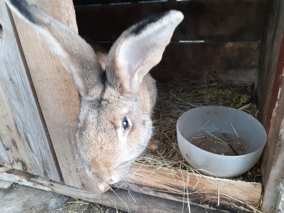 Продам кроликов...