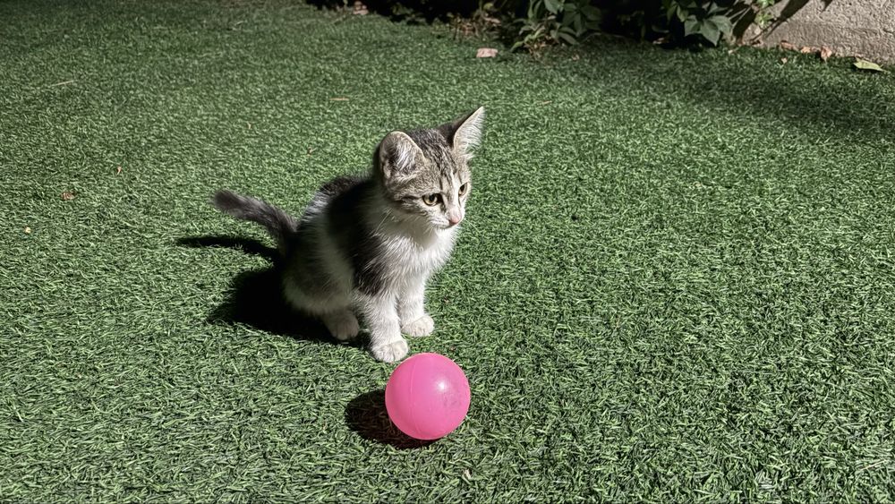 Котенок, девочка