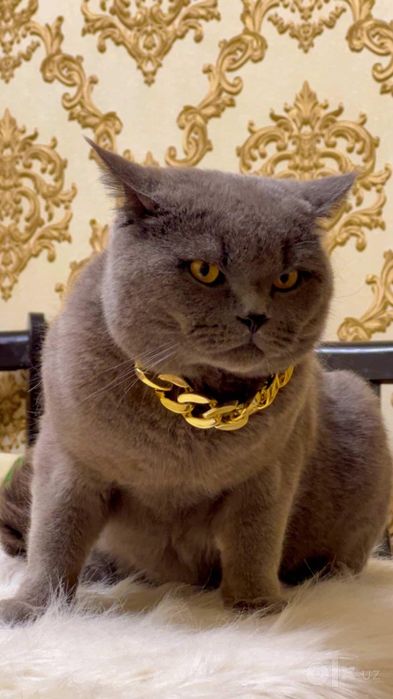Вязка Британский кот.
