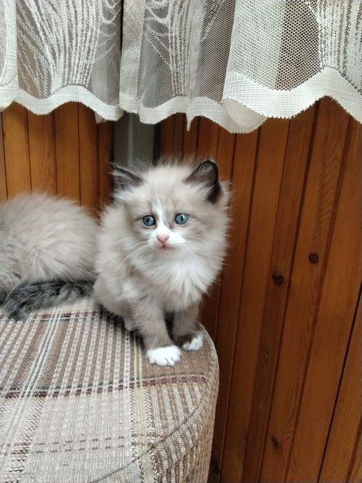 Отдам котят в добрые руки