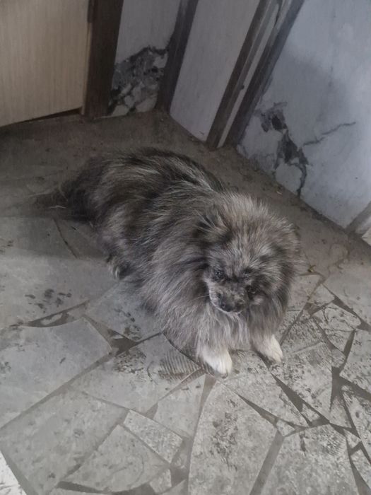 Срочно продаётся собака