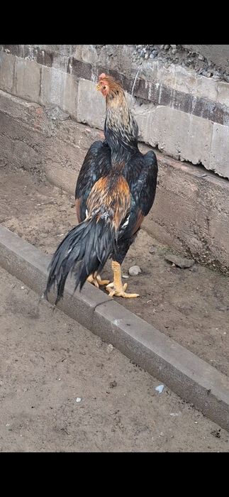 Бойцов, дакан. Шамо