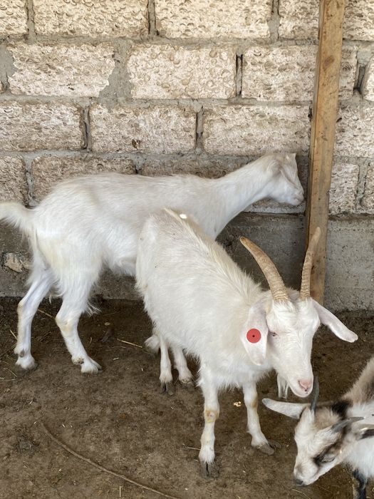 Ешкі сатылады күйі орташа