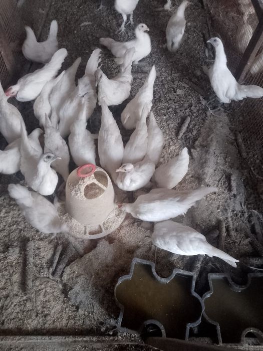 de vânzare găinușe
