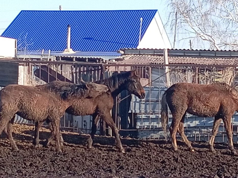 Продам лошадей рядом с городом.