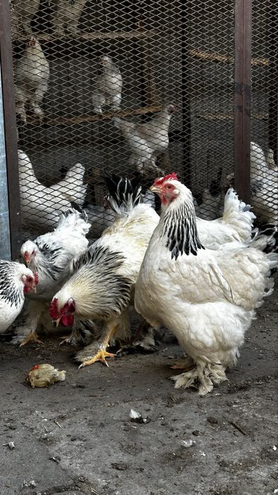 Брама - яйца для инкубации