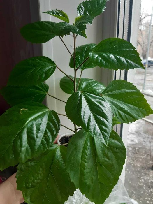 Гибискус красный