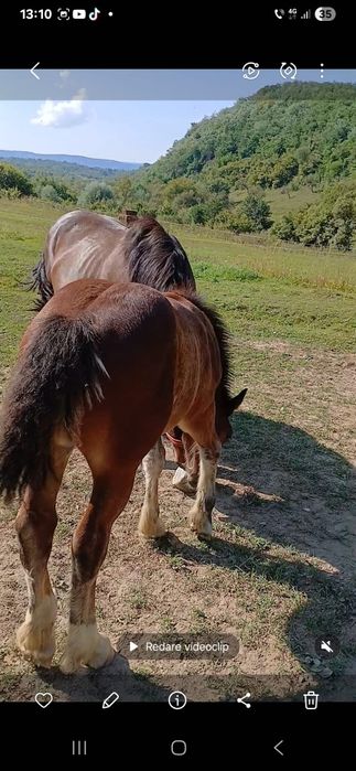 Mânz de 5 luni de vanzare