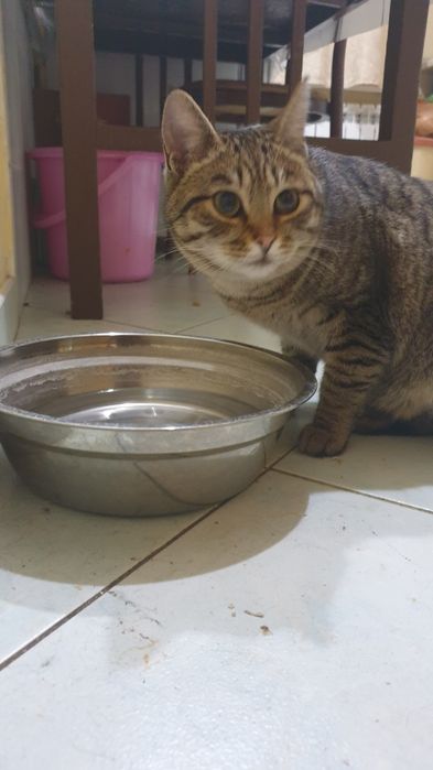 Найден кот ул.Жубанова