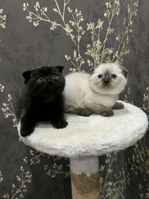 Золотая шиншилла.