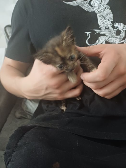 Отдам  котёнка девочка.в добрые руки. 1месяц