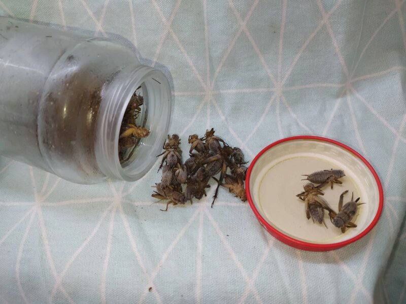 Морженые сверчки подробнее по телефону или телеграмм