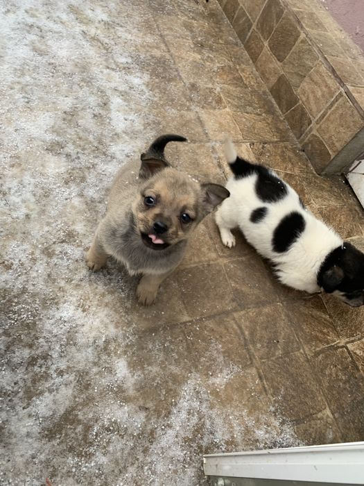 Donez , iubitorilor de animale