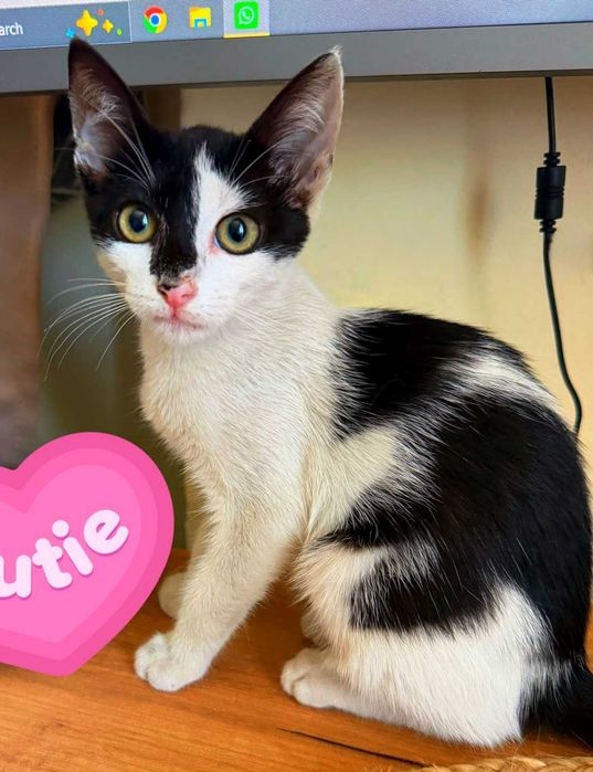 Adoptie pui de pisica alb Misti