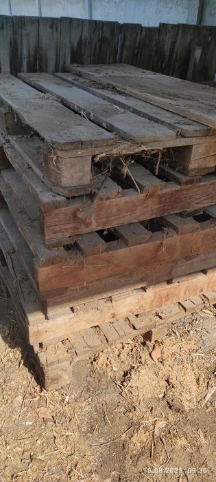 Падоны дерево бу