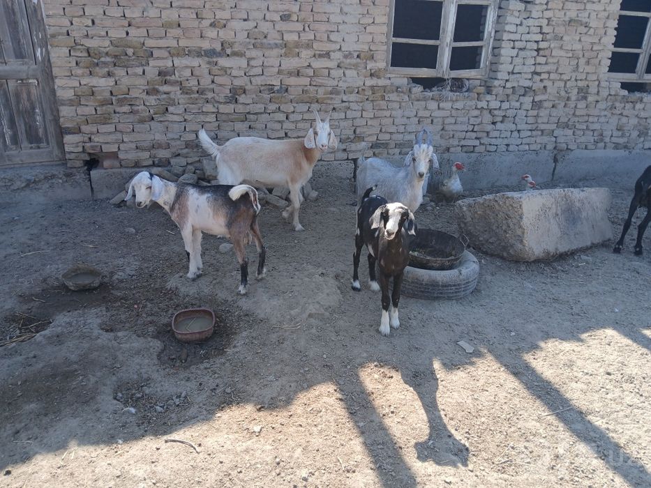 Yosh uloqlar bor
