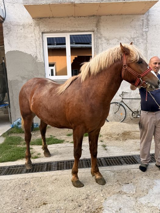 Vand carlan in varsta de un an jumatate