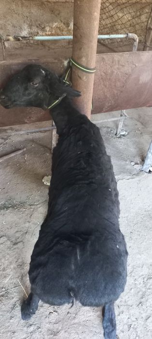 Кузи кучкорча сотилади