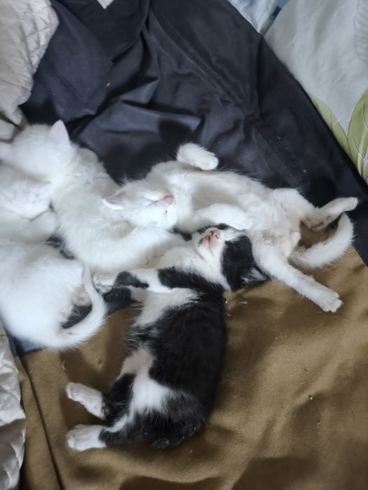 Отдам прекрасных котят