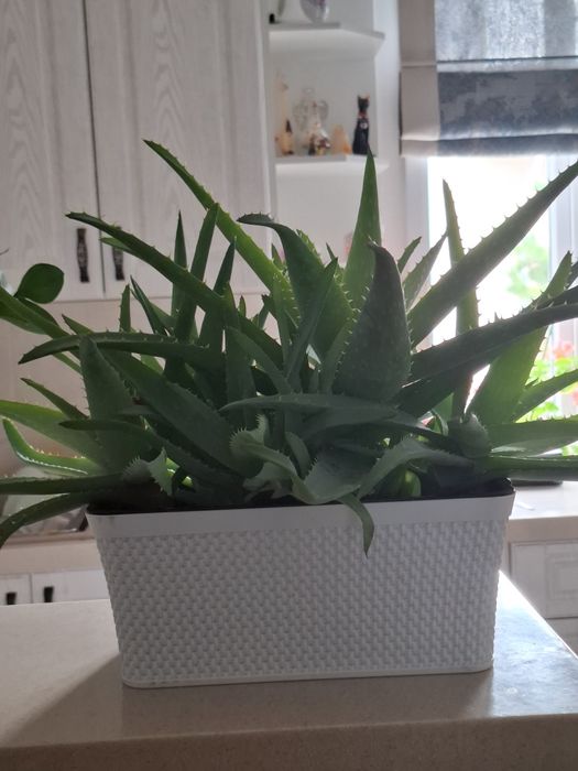 Комнатные растения-алое вера