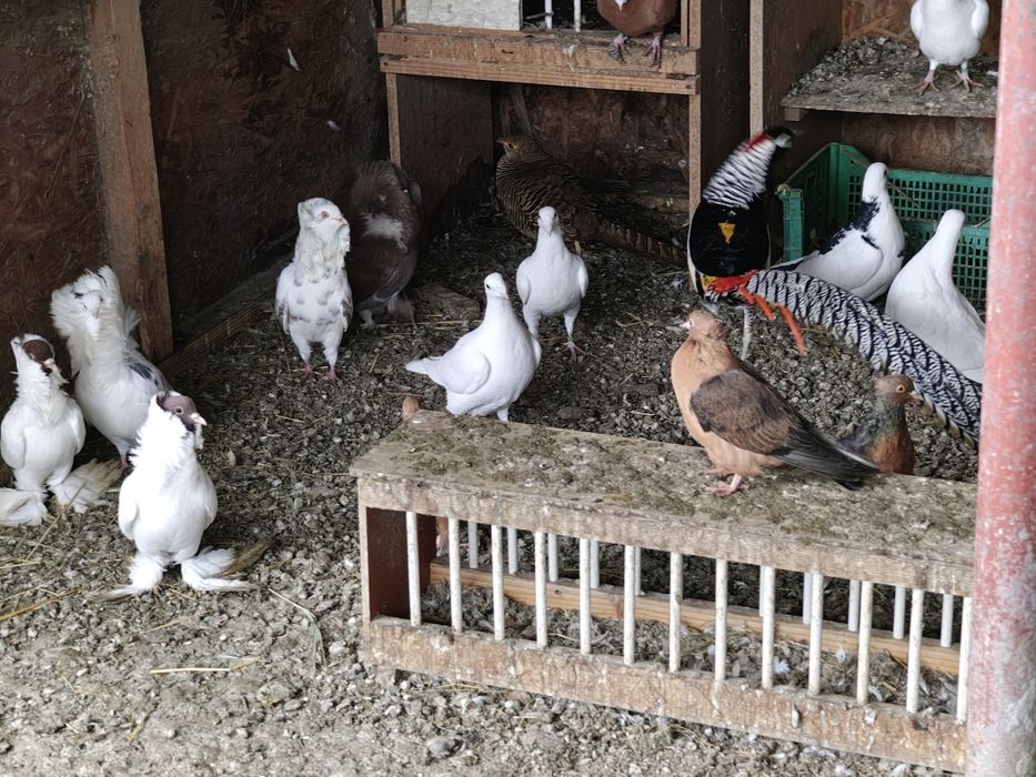 Porumbei  diferite rase.