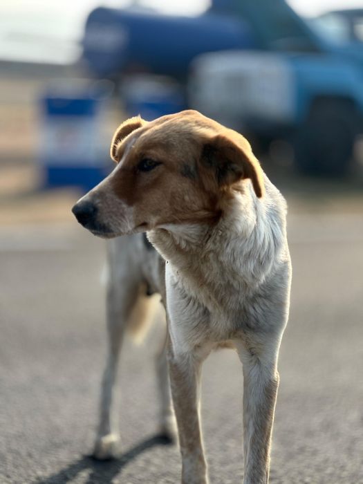 Отдам в хорошие руки