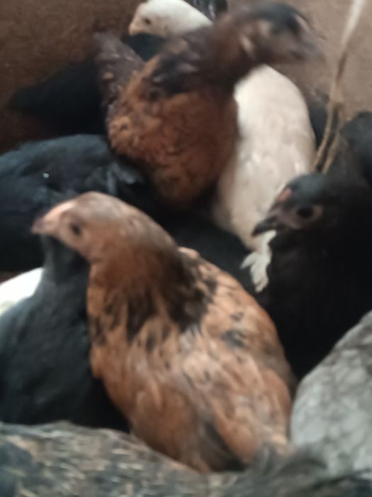 Цыплята.  балапан