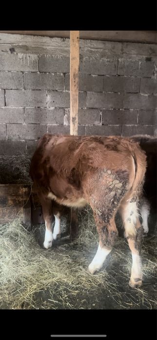 Vand doua vitele si tauras