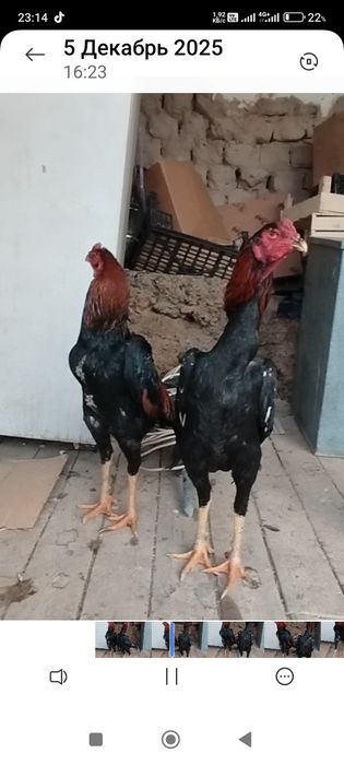 Сатлады срочнаа.