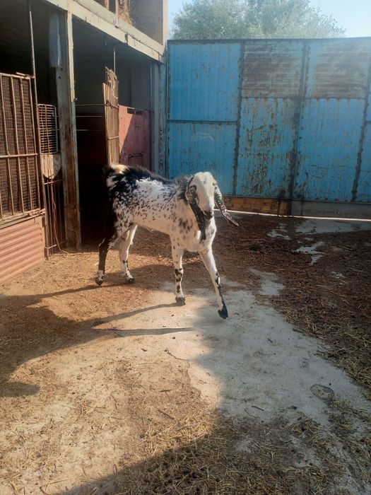 Pokiston Echkisi Sotiladi yoshi 2 yosh erkak.