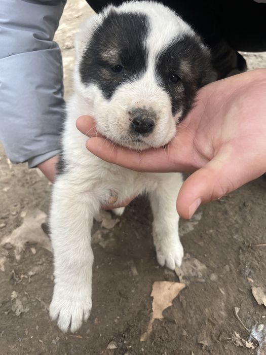 Продается щенок 1 месяц