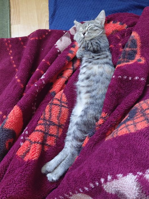 Отдам бесплатно кошку