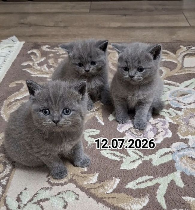 Британские котята