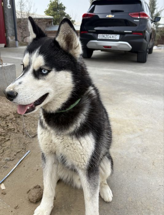 Хаски, 1 йиллик, нархи 500$