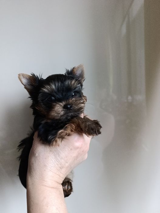 Мини йоркширски териер