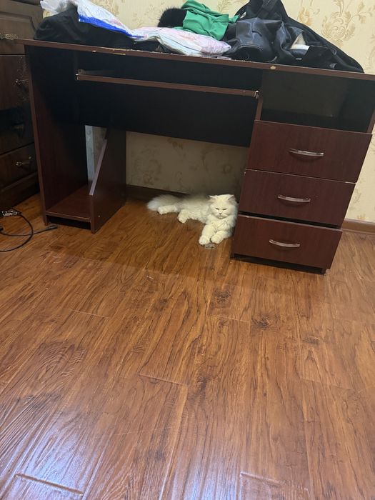 Mushu chrpyli zotdor