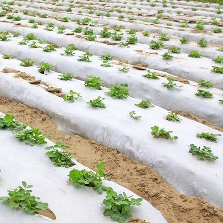 FOLIE MULCIRE ALB-NEGRU,Neperforata,30 Micr 1.2x500=440lei;1.4x500=500