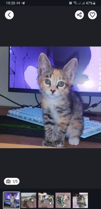 Продается кошечка