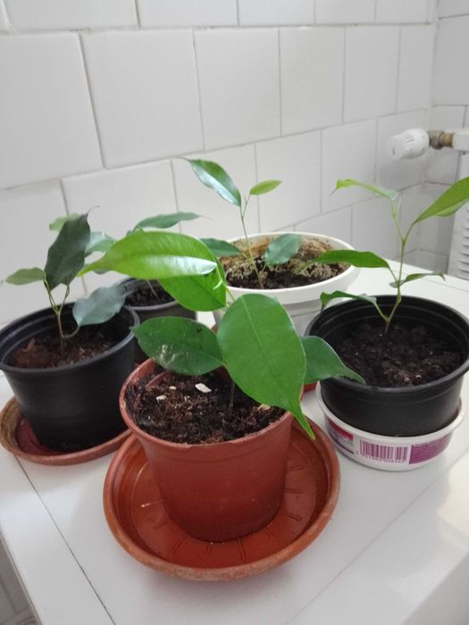 plante pentru locuinta