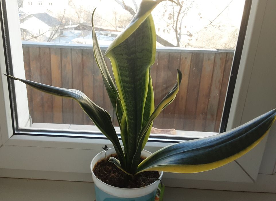 Комнатные растения