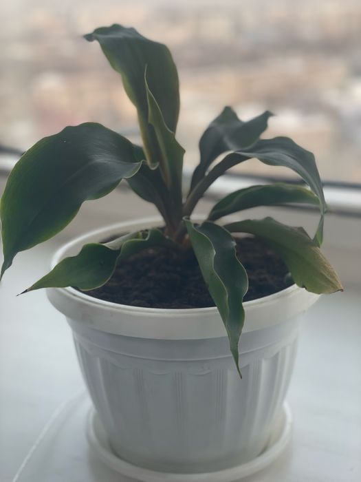 Хлорофитум, сорт Оранж