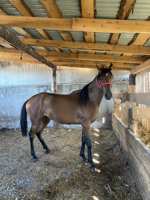 продам скаковую лошадь