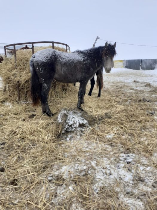 Продам лошадей 3 гол
