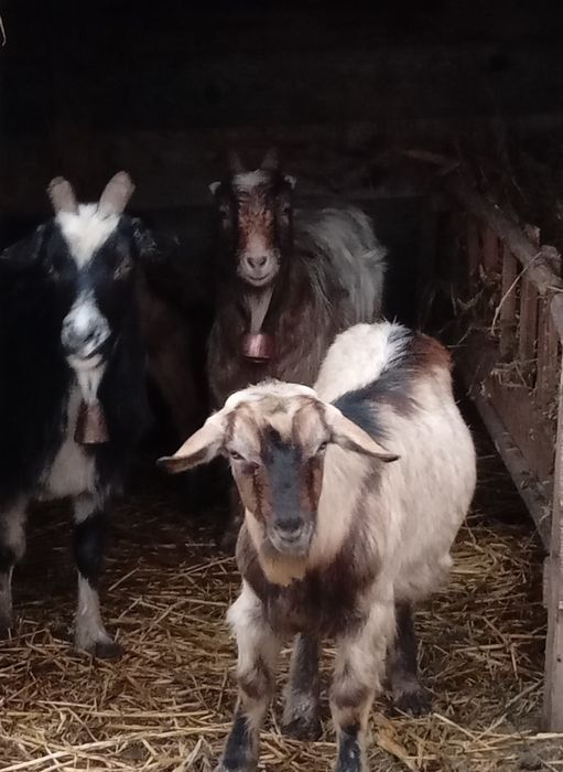 Vând 4 capre şi un țap