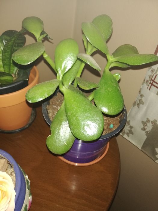 Plante de apartament pentru purificarea aerului