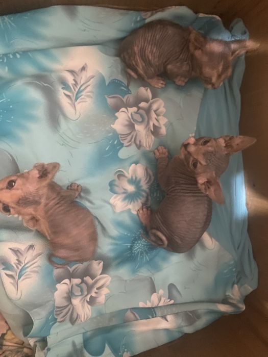 Продаются котята сфинксы