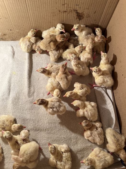 Продаются индюшата