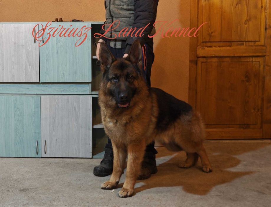 Ciobanesc German de la Canisa Autorizata