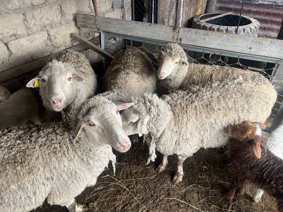 Қозылы қойлар сатылады