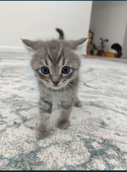 Продается котяты!